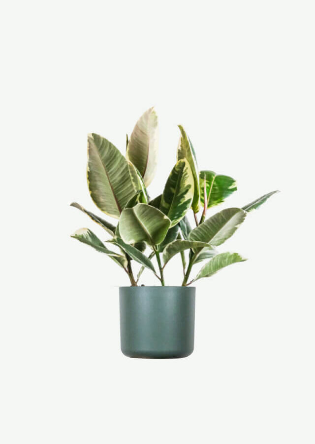 Calathea Beauty Star